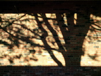 Shadow of tree on the wall