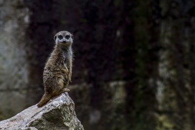 Meerkat close-up on a rock