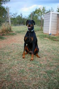 Portrait of dog sitting on field