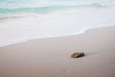 Tranquil scene of a lone stone lying on a sandy beach in maldives