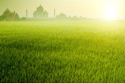 Scenic view of field against sky