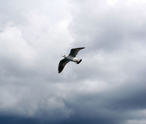 Low angle view of seagull flying in sky