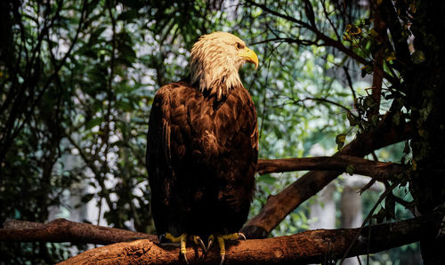 Low angle view of eagle perching on tree