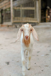 Portrait of a goat