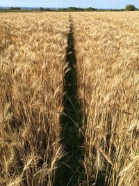 Scenic view of field