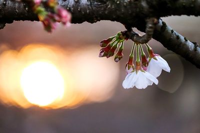 Close-up of flowers blooming