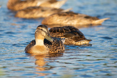 Duck swimming in lake