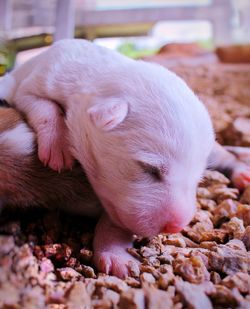 Close-up of puppy sleeping