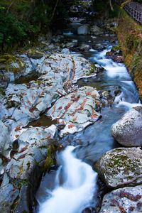 High angle view of stream flowing through trees