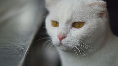 Close-up of cat looking away