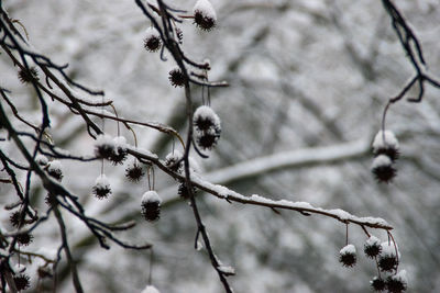 Close-up of plant against blurred background