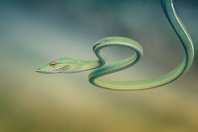 Close-up of green lizard on twig