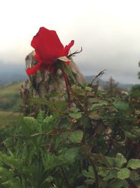 Close-up of red flower