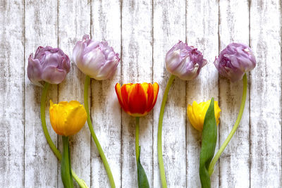 Close-up of multi colored tulips against white background