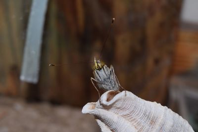 Close-up of butterfly on hand