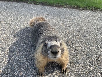 High angle view of lizard on road