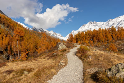 Autumn or fall seasononal hiking background.gravel path leading towards larch forest with mountains