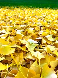 Close-up of yellow autumn leaves