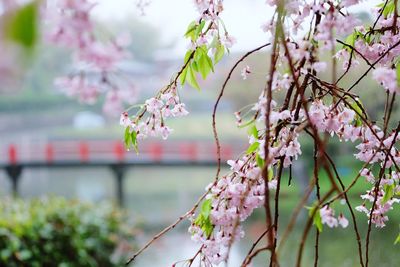 Close-up of cherry blossom growing on tree