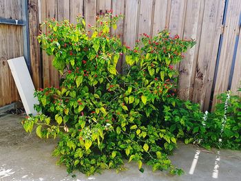 Potted plants