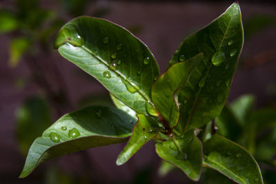 Close-up of raindrops on leaves