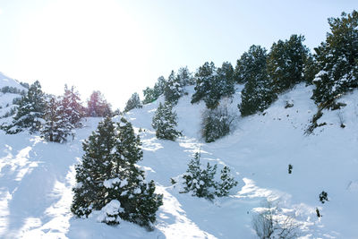 Beautiful winter landscape of mountains and winter forest in sunny clear weather