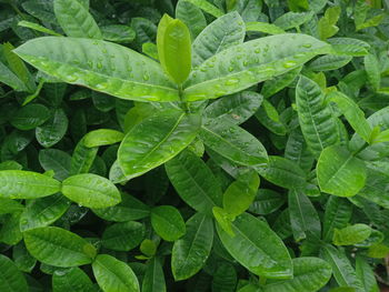 Full frame shot of wet leaves