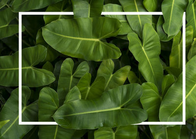 Full frame shot of leaves