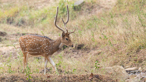 Deer standing in a field