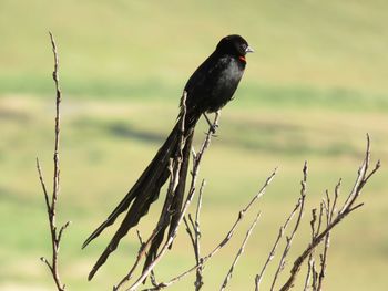 Close-up of bird perching on branch