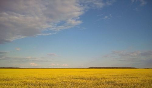 Scenic view of oilseed rape field against sky