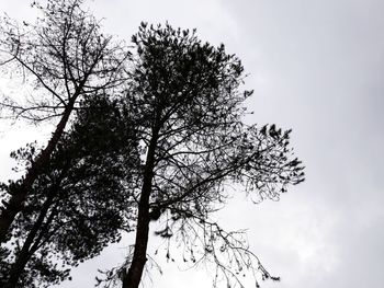 Low angle view of silhouette tree against sky