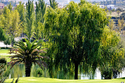 Palm trees in city