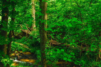 View of trees in forest