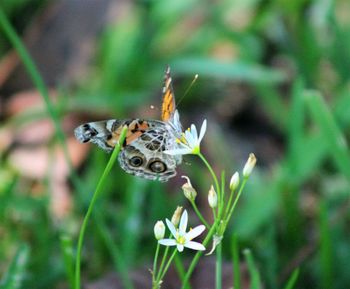 Close-up of butterfly pollinating on flower