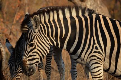 Close-up of zebra on field