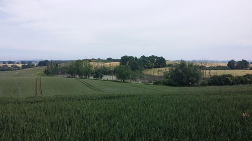Scenic view of grassy field against sky