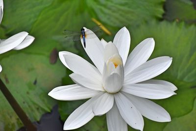 Close-up of white pollinating flower