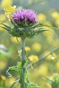 Close-up of thistle flower