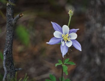 Close-up of small purple flower