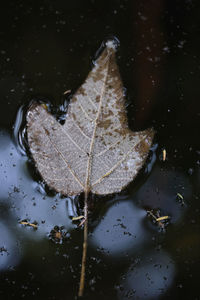 High angle view of raindrops on dry leaves floating on water