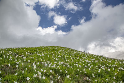 Scenic view of flowering plants on field against sky