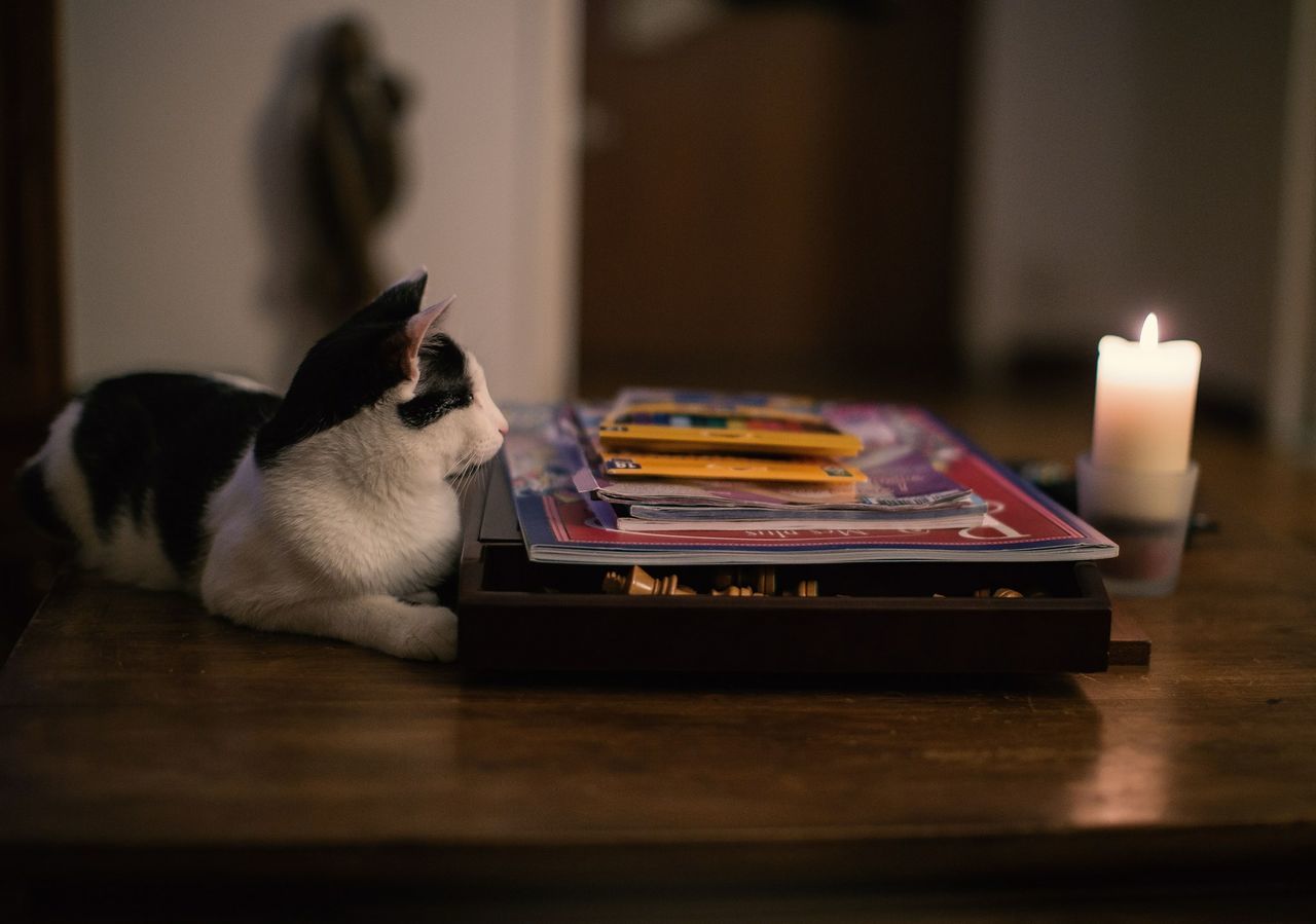 indoors, domestic animals, pets, animal themes, home interior, one animal, mammal, domestic cat, relaxation, table, cat, sofa, selective focus, home, toy, no people, sitting, resting, bed, close-up