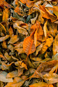 Full frame shot of dry leaves on field