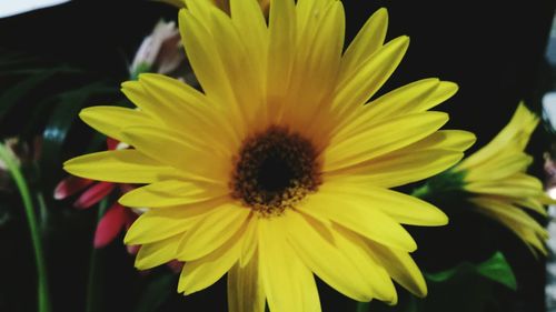 Close-up of yellow flower