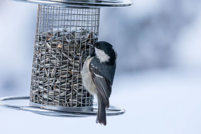 Close-up of bird perching on feeder