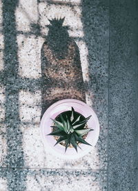 High angle view of potted plant on concrete wall