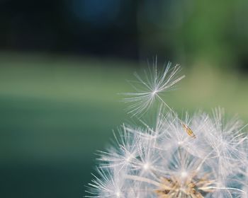 Close-up of dandelion on plant