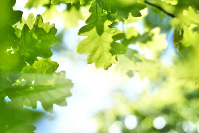 Close-up of fresh green leaves