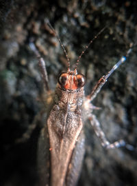 Close-up of insect on wood